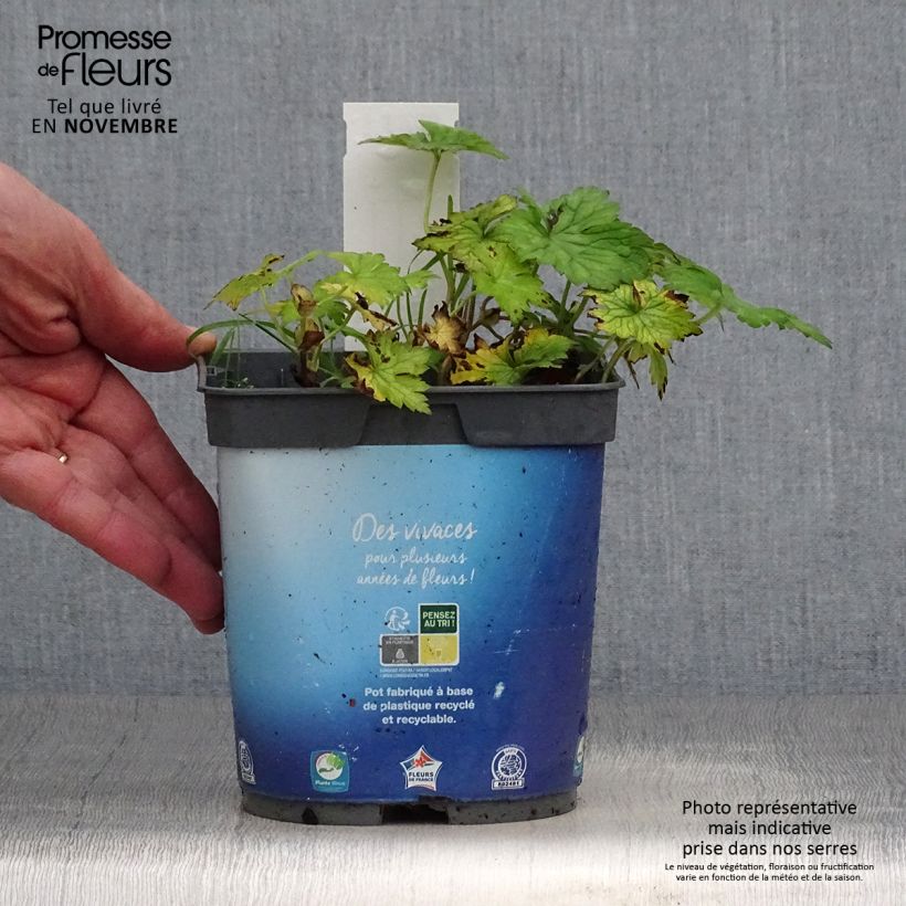 Exemplaar van Geranium wallichianum Sweet Heidi - Ooievaarsbek Pot van 2 l/3 l zoals geleverd in de herfst