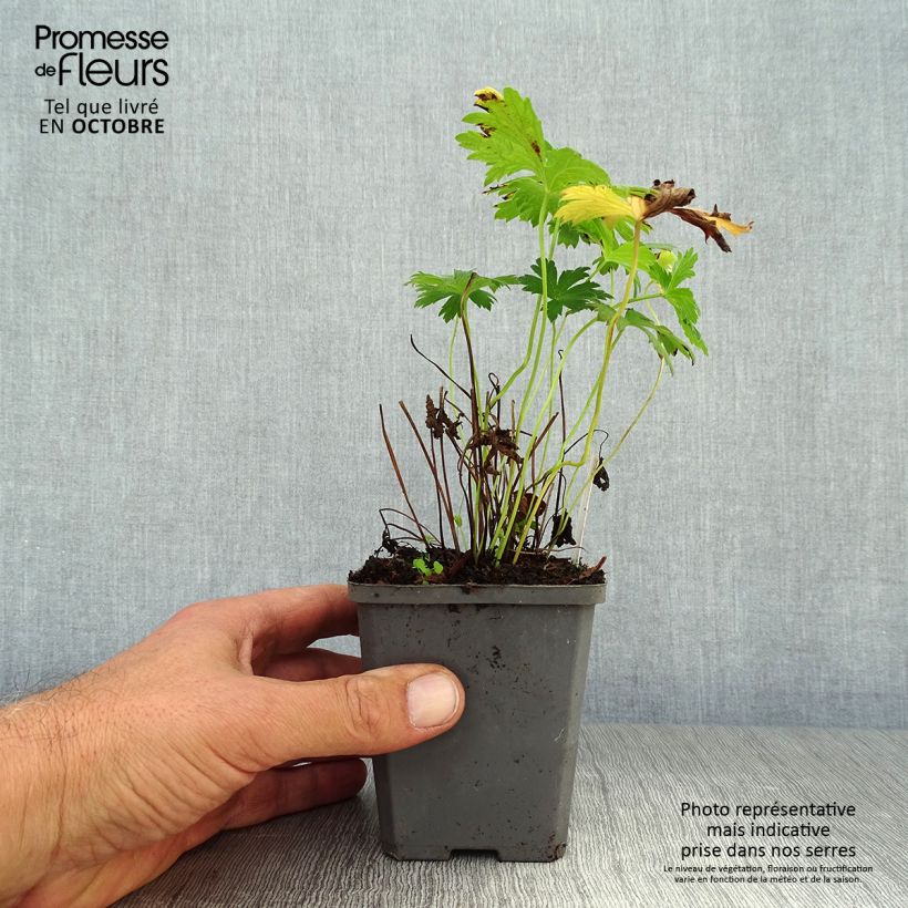 Exemplaar van Geranium sylvaticum Album - Bosooievaarsbek Kweekpotje van 8/9 cm zoals geleverd in de herfst