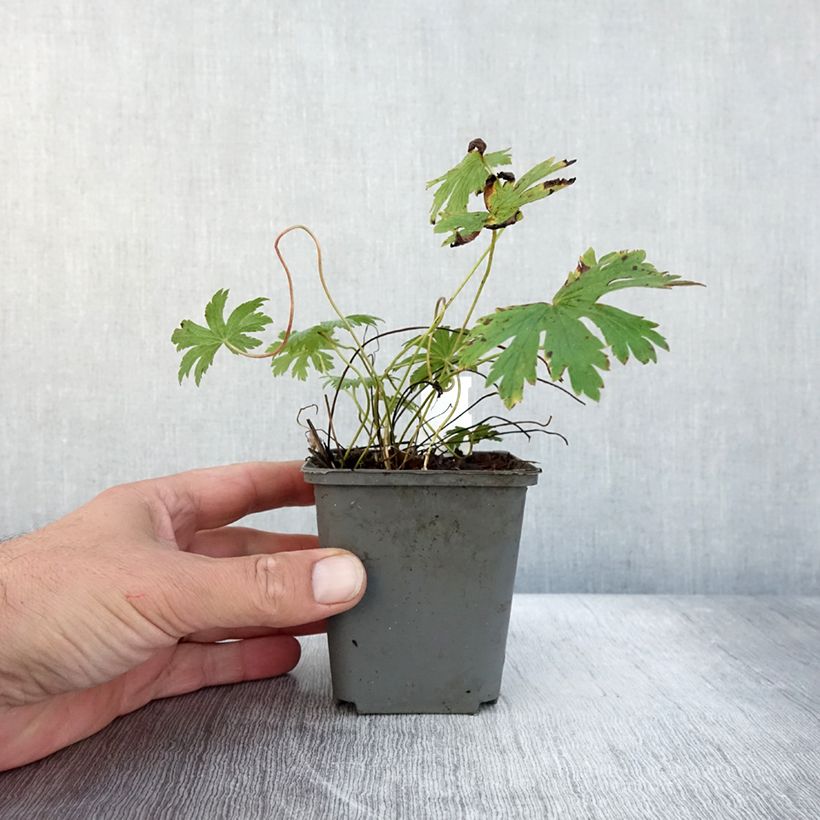 Exemplaar van Géranium vivace sylvaticum Birch Lilac Godet de 8/9 cm zoals geleverd in de herfst