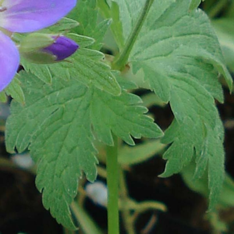 Geranium sylvaticum May Flower - Bosooievaarsbek (Blad)