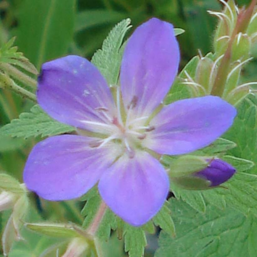 Geranium sylvaticum May Flower - Bosooievaarsbek (Bloei)