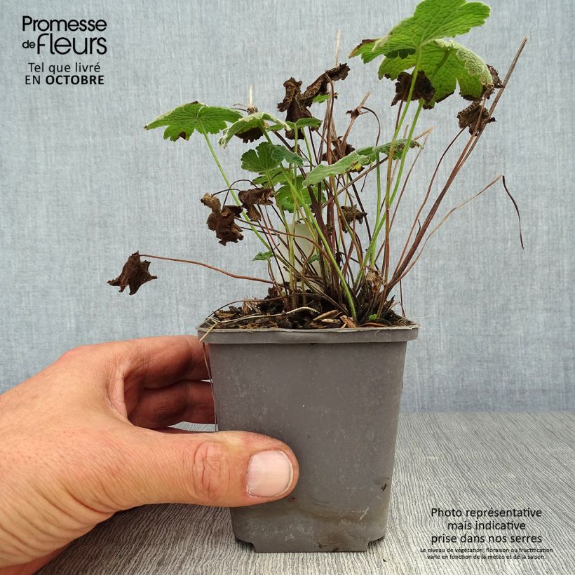 Exemplaar van Geranium Terre Franche - Ooievaarsbek Kweekpotje van 8/9 cm zoals geleverd in de herfst