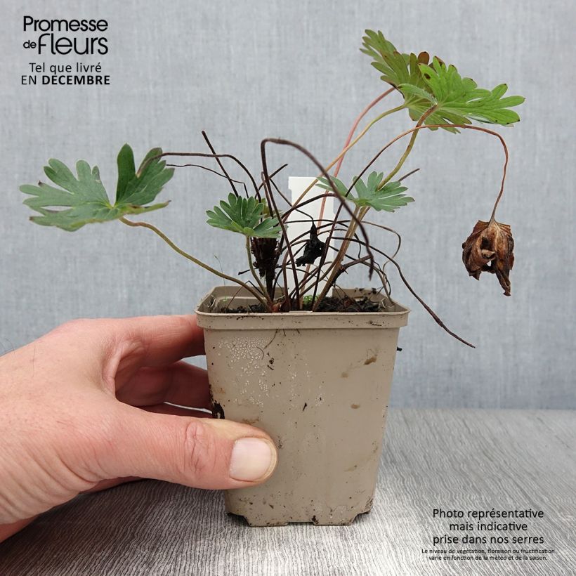Exemplaar van Geranium Tiny Monster Kweekpotje van 8/9 cm zoals geleverd in de herfst