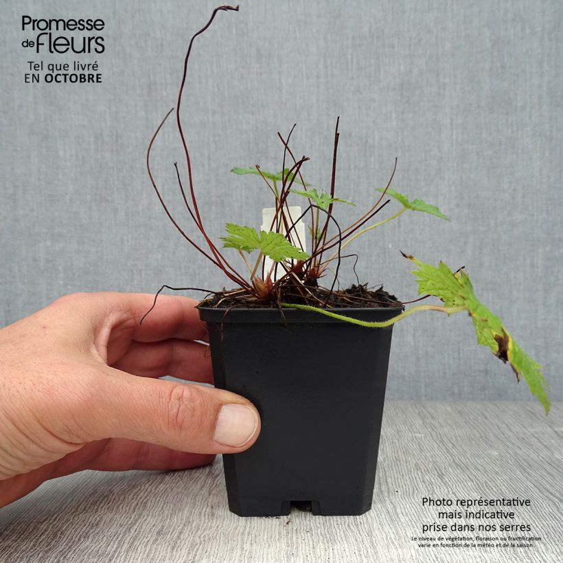 Exemplaar van Geranium versicolor - Ooievaarsbek Kweekpotje van 8/9 cm zoals geleverd in de herfst