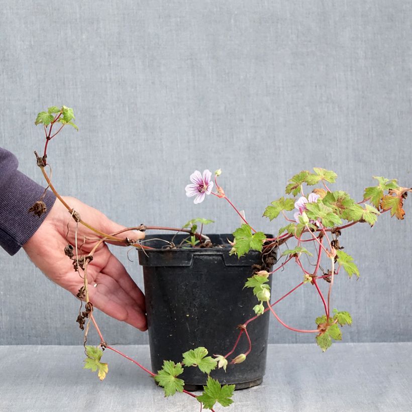 Exemplaar van Geranium wallichianum Crystal Lake - Ooievaarsbek Pot van 2 l/3 l zoals geleverd in de herfst