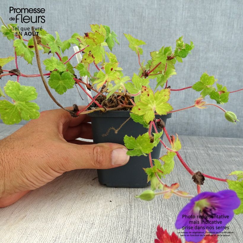 Exemplaar van Geranium wallichianum Censation Daily Blue - Ooievaarsbek Kweekpotje van 8/9 cm zoals geleverd in de zomer