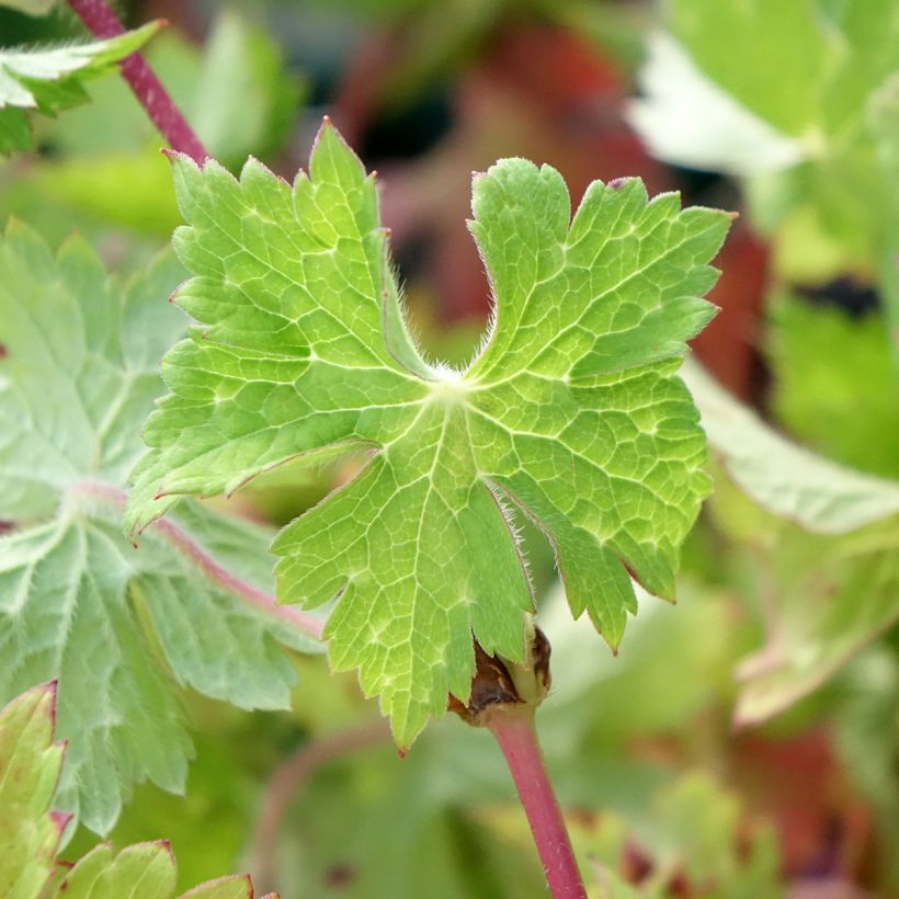 Geranium wallichianum Censation Daily Blue - Ooievaarsbek (Blad)