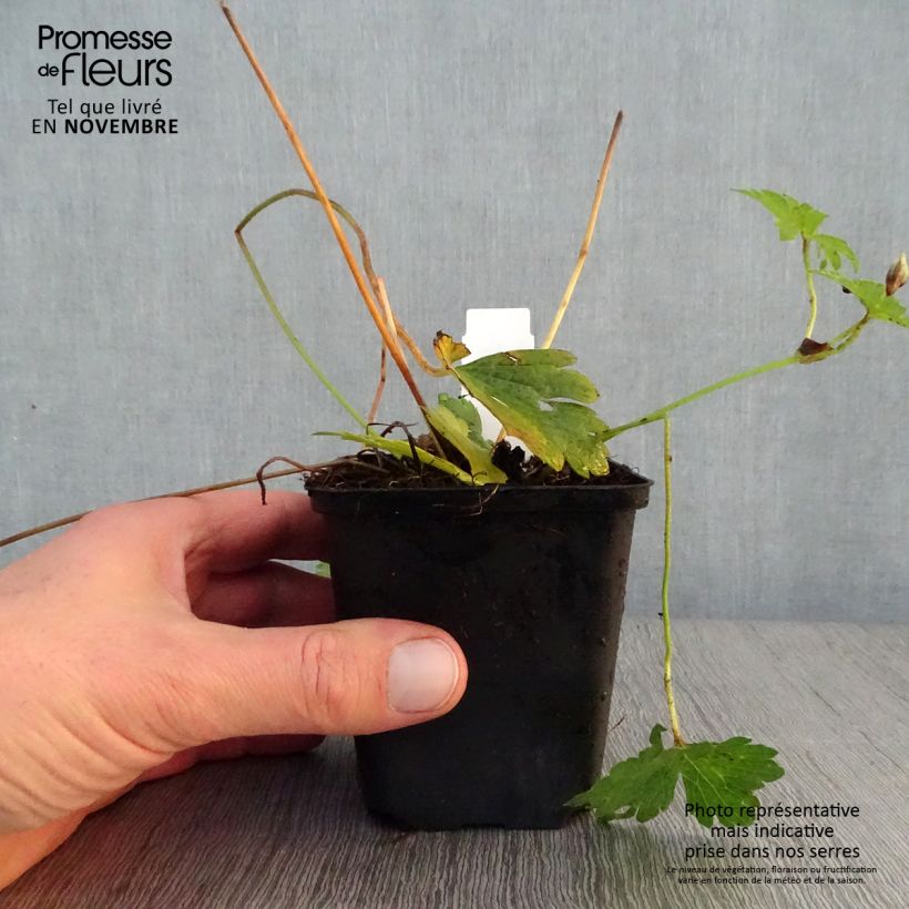 Exemplaar van Geranium wallichianum Havana Blues - Ooievaarsbek Kweekpotje van 8/9 cm zoals geleverd in de herfst