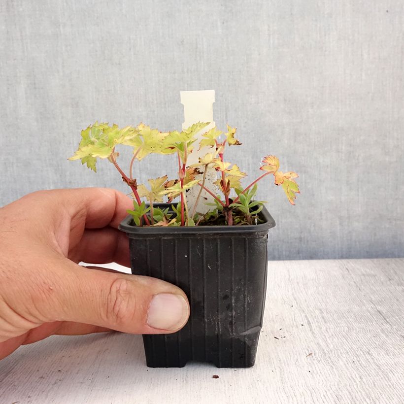 Exemplaar van Geranium wallichianum Magical® All Summer Joy - Ooievaarsbek Kweekpotje van 8/9 cm zoals geleverd in de zomer