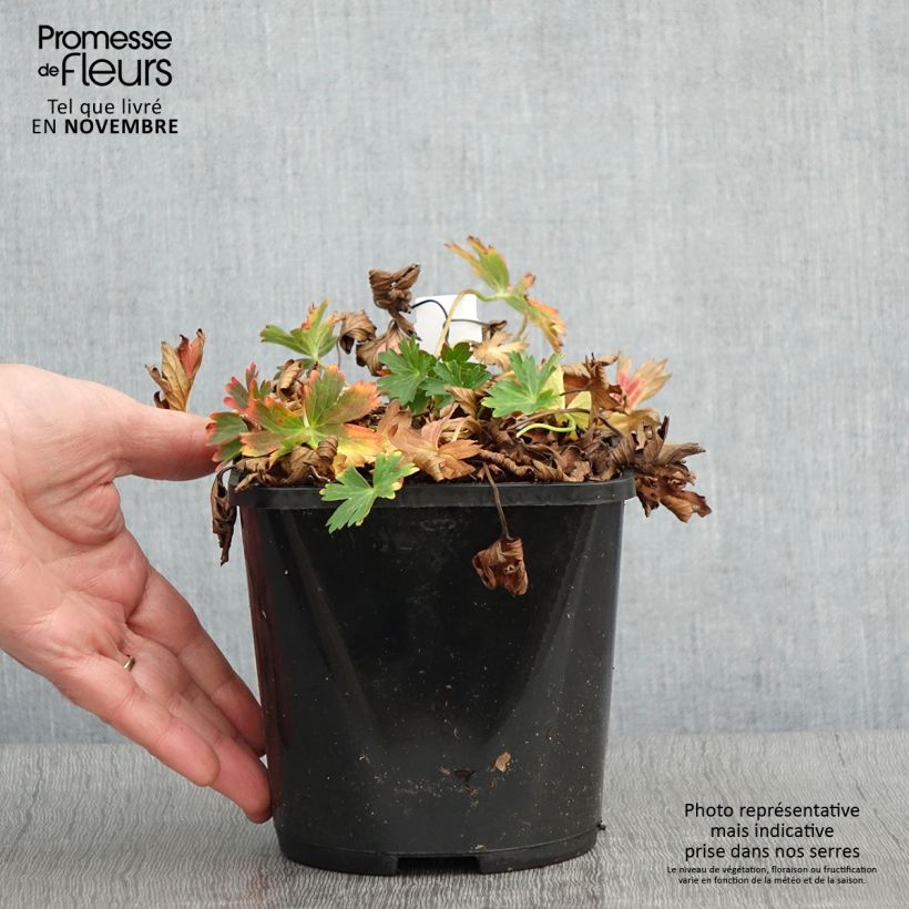 Exemplaar van Geranium yoshinoi Confetti - Ooievaarsbek Pot van 1,5 l/2 l zoals geleverd in de herfst