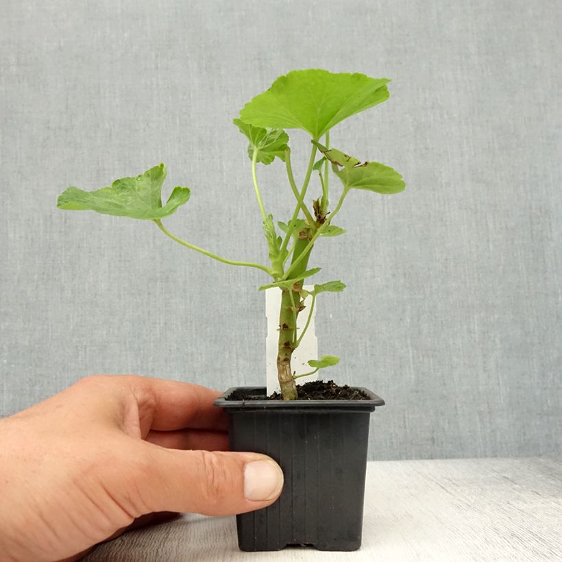 Exemplaar van Pelargonium Bouton de rose Appleblossom - Zonale geranium Kweekpotje van 7/8 cm zoals geleverd in de lente