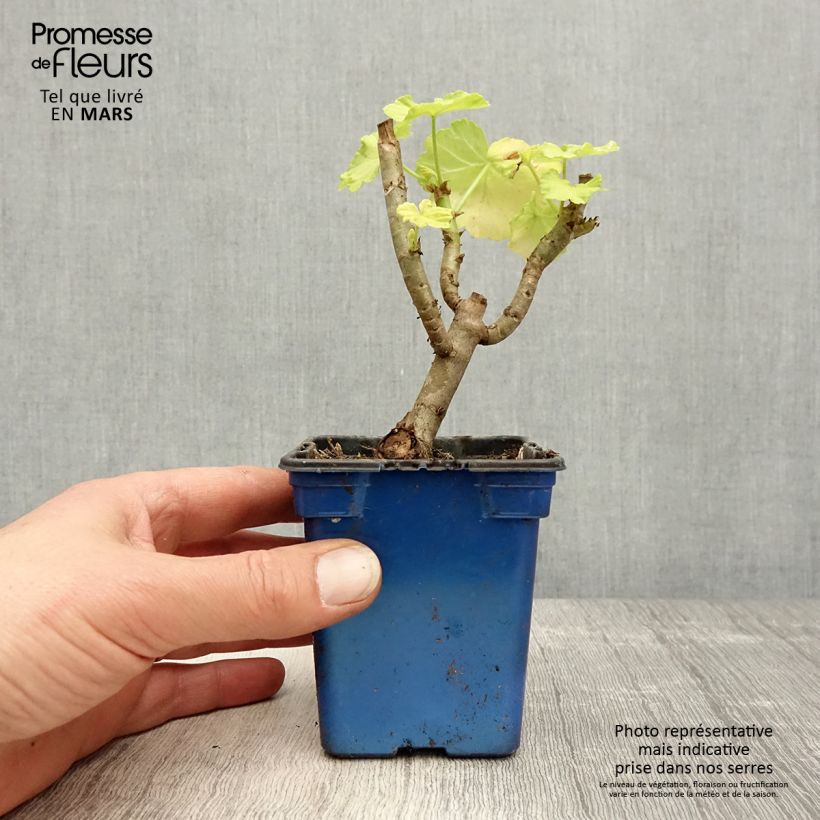 Exemplaar van Pelargonium Crystal Palace Gem - Zonale geranium Kweekpotje van 7/8 cm zoals geleverd in de lente