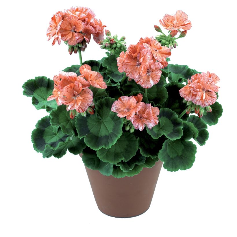 Pelargonium Flic Flac Red Nova - Zonale geranium (Groeiplaats)