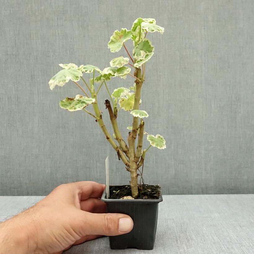 Exemplaar van Pelargonium Mme Salleron - Zonale geranium Kweekpotje van 7/8 cm zoals geleverd in de zomer