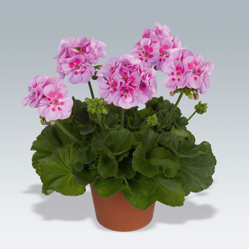 Pelargonium Icecrystal - Zonale geranium (Groeiplaats)