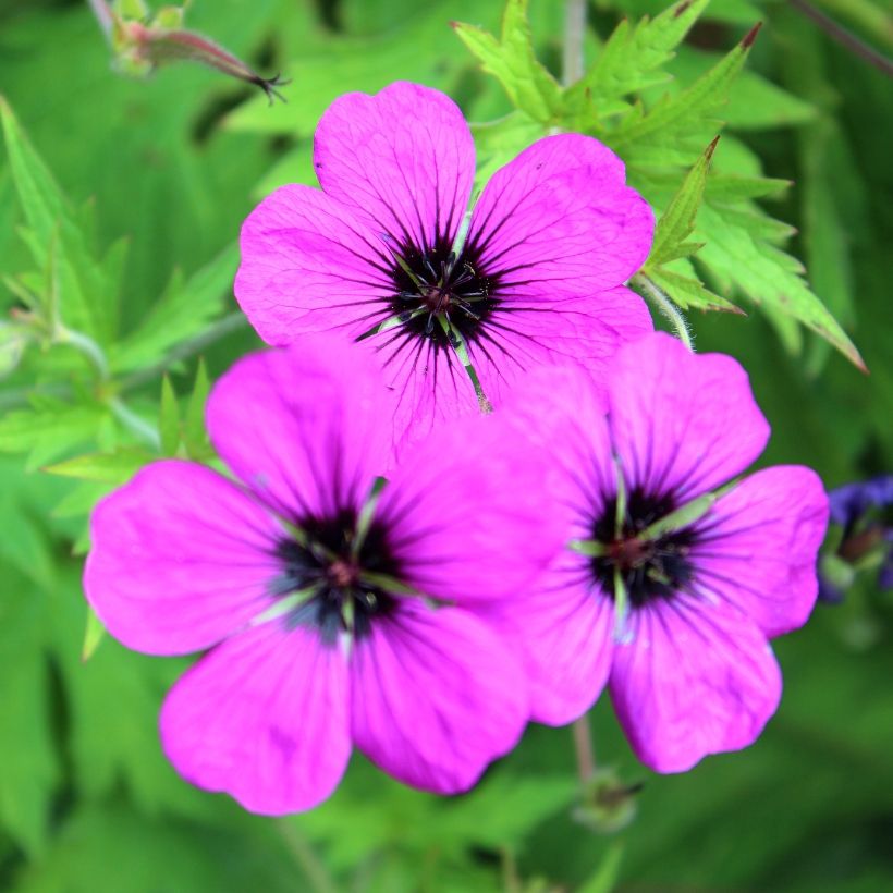 Geranium Patricia - ooievaarsbek (Bloei)