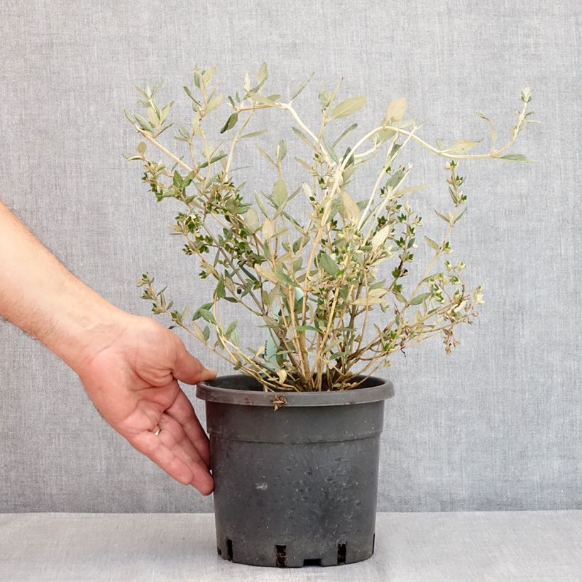 Exemplaar van Teucrium fruticans - Struikgamander Pot van 2 l/3 l zoals geleverd in de zomer