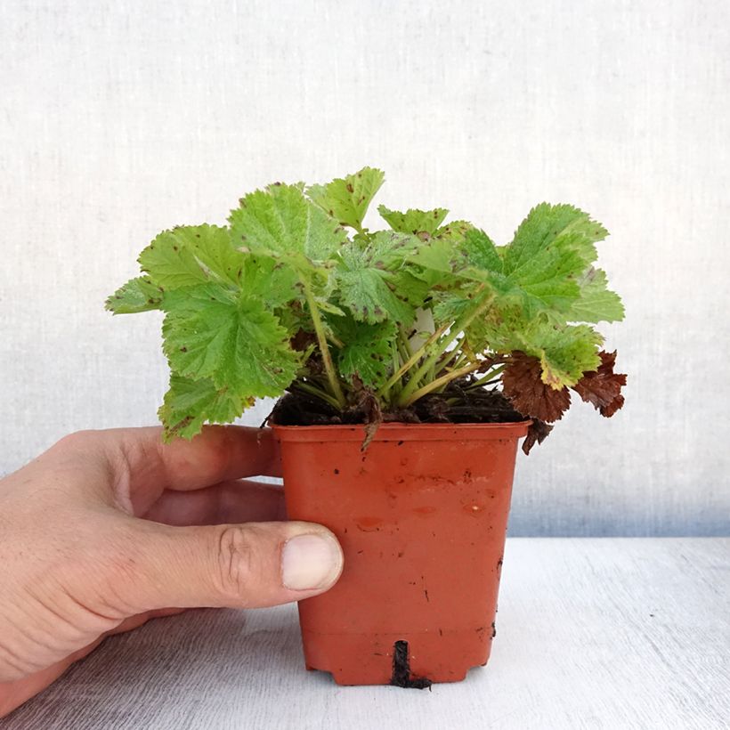 Exemplaar van Geum Bell Bank - Nagelkruid Kweekpotje van 8/9 cm zoals geleverd in de zomer