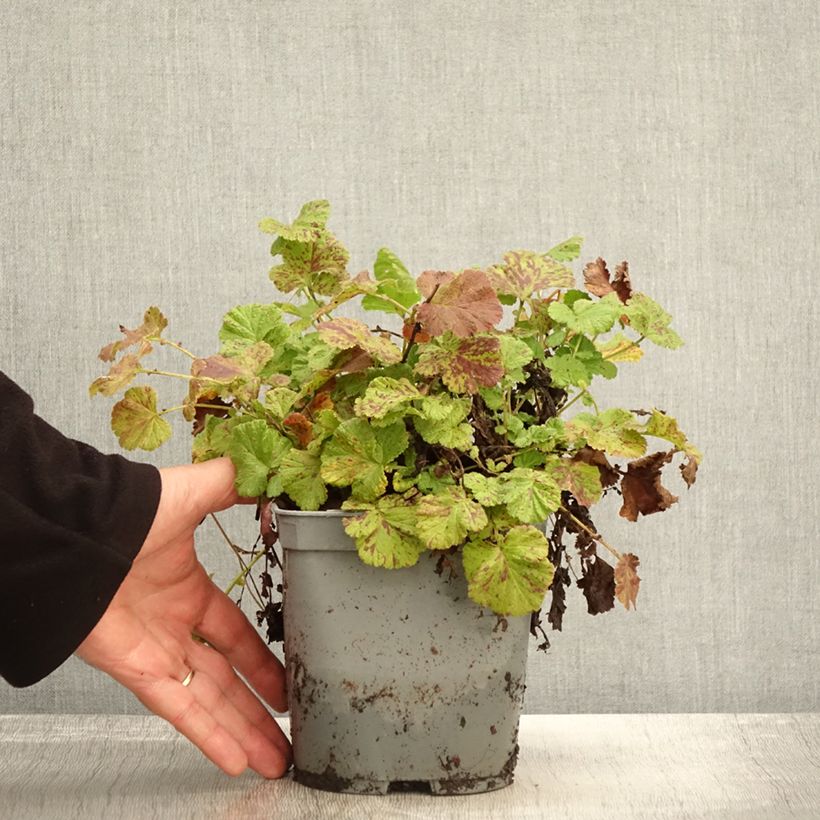 Exemplaar van Geum Bell Bank - Nagelkruid Pot van 2 l/3 l zoals geleverd in de herfst