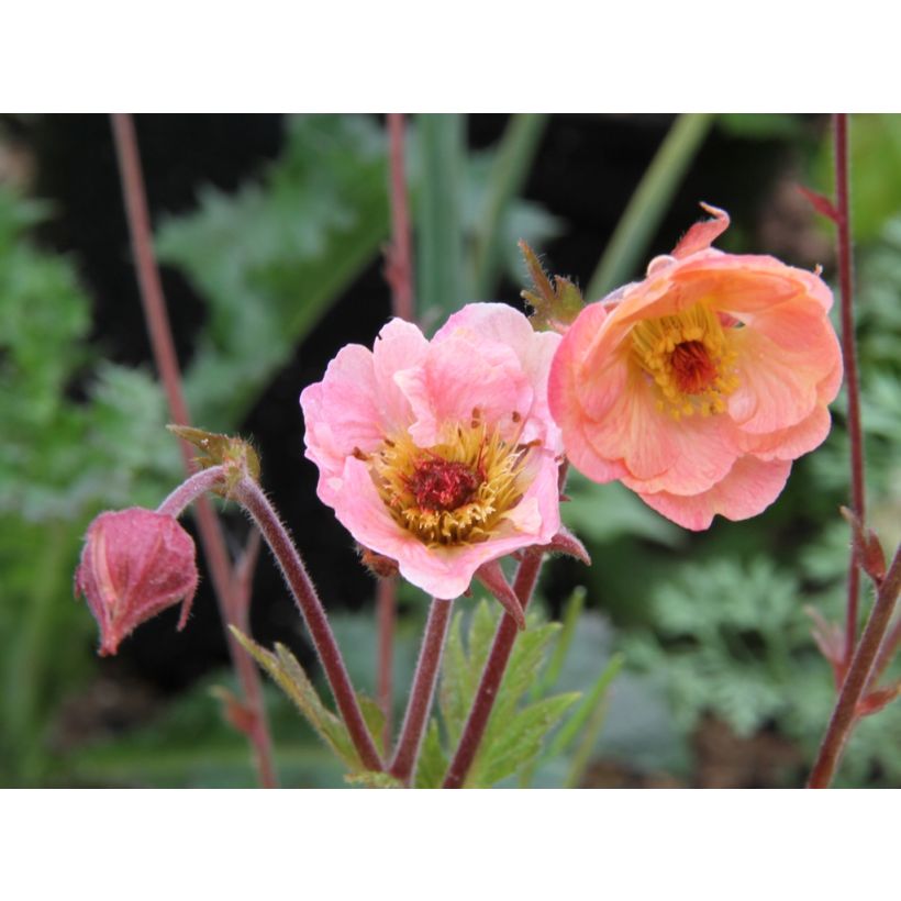 Geum Cosmopolitan - Nagelkruid (Bloei)