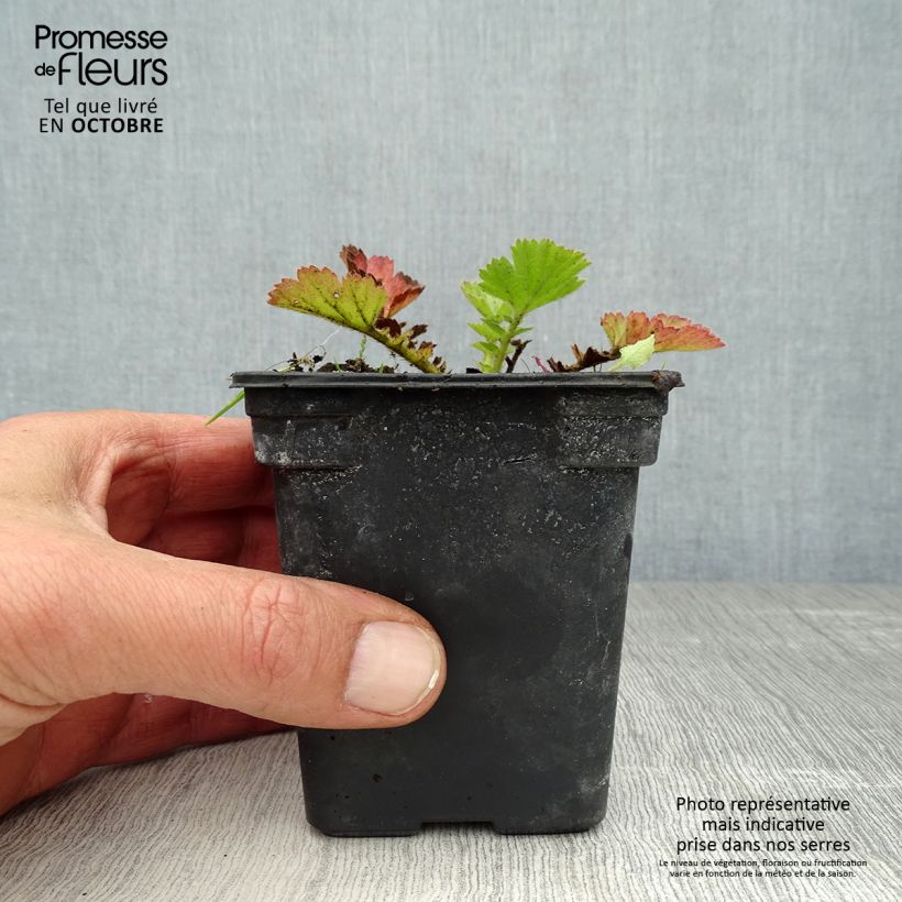Exemplaar van Geum chiloense Lady Stratheden - Nagelkruid Kweekpotje van 7/8 cm zoals geleverd in de herfst