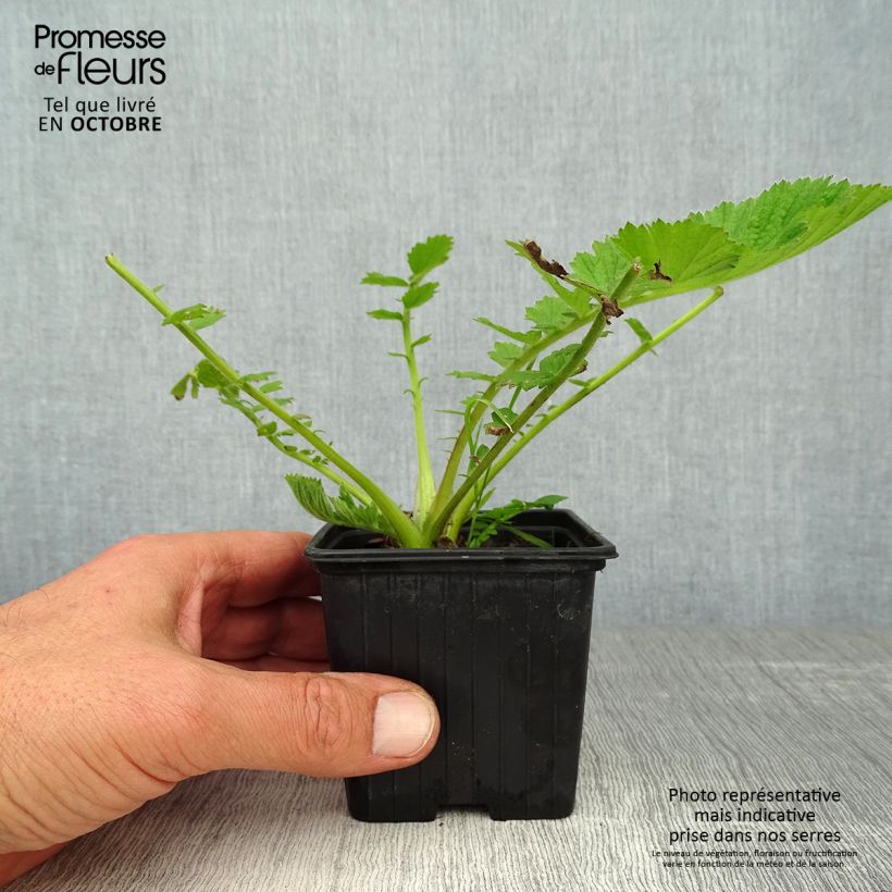 Exemplaar van Geum chiloense Mrs Bradshaw - Nagelkruid Kweekpotje van 7/8 cm zoals geleverd in de herfst