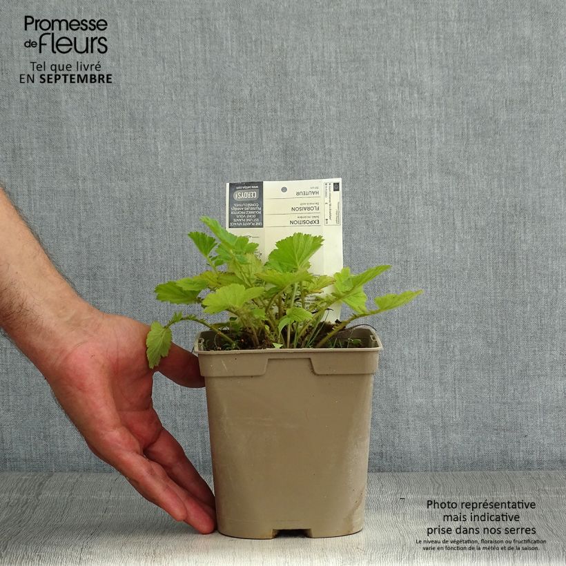 Exemplaar van Geum chiloense Mrs Bradshaw - Nagelkruid Pot van 2 l/3 l zoals geleverd in de zomer
