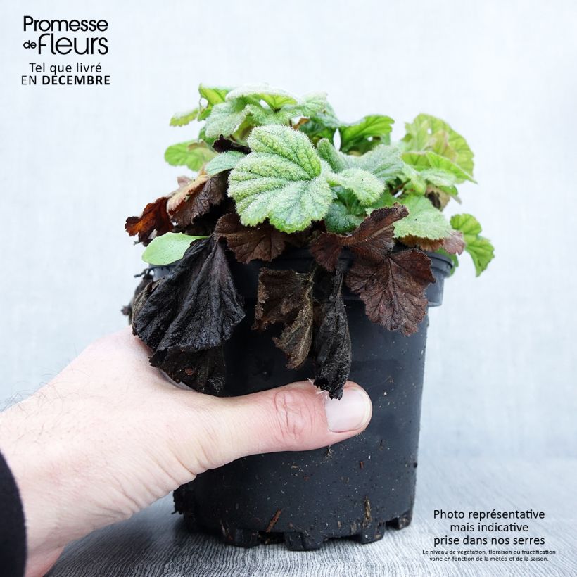 Exemplaar van Geum coccineum Borisii - Benoîte orange Pot de 2L/3L zoals geleverd in de herfst