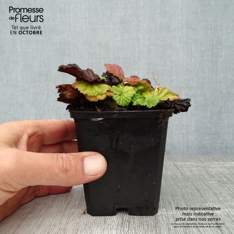 Exemplaar van Geum coccineum Borisii - Nagelkruid Kweekpotje van 8/9 cm zoals geleverd in de herfst
