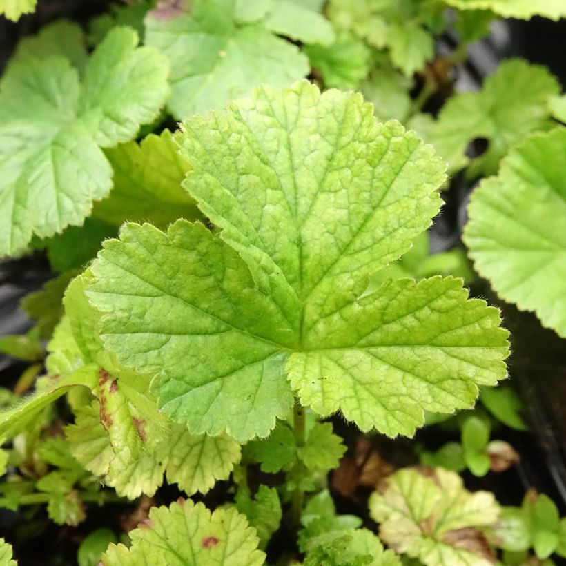 Geum coccineum Koi - Nagelkruid (Blad)