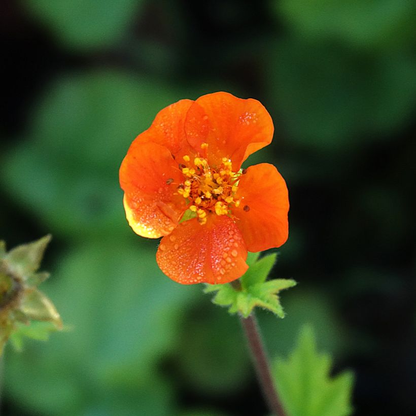Geum coccineum Koi - Nagelkruid (Bloei)