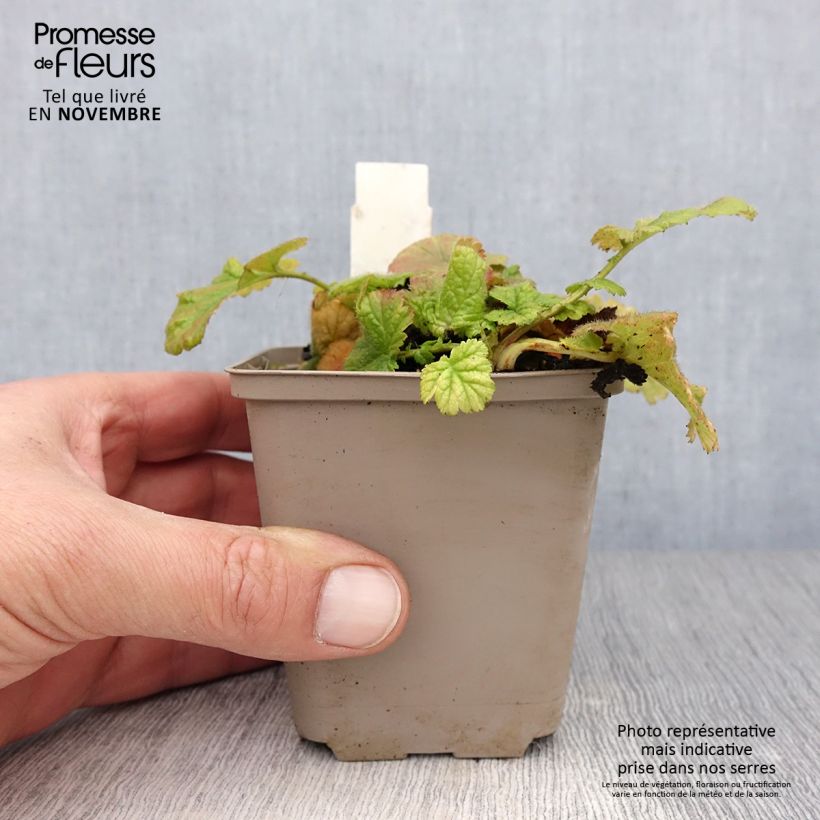 Exemplaar van Geum coccineum Werner Arends - Nagelkruid Kweekpotje van 8/9 cm zoals geleverd in de herfst