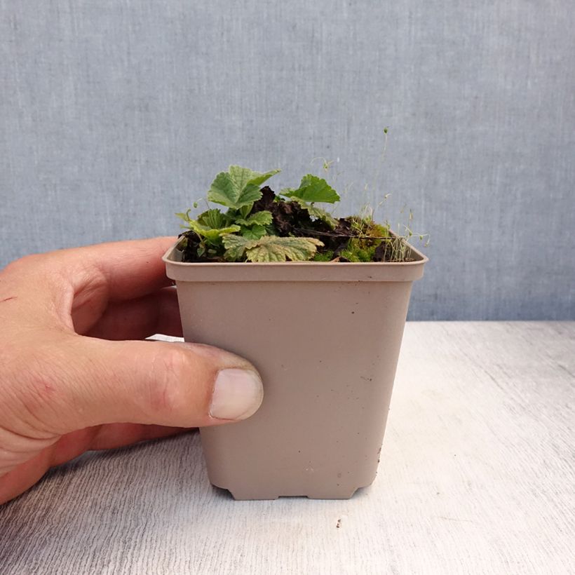 Exemplaar van Geum coccineum Werner Arends - Nagelkruid Kweekpotje van 8/9 cm zoals geleverd in de zomer