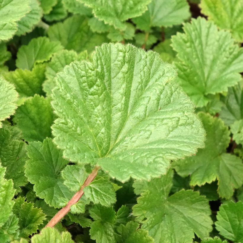Geum Cocktail Sea Breeze - Nagelkruid (Blad)