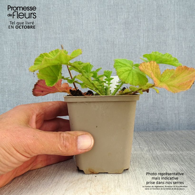 Exemplaar van Geum Coral Tempest - Nagelkruid Kweekpotje van 8/9 cm zoals geleverd in de herfst
