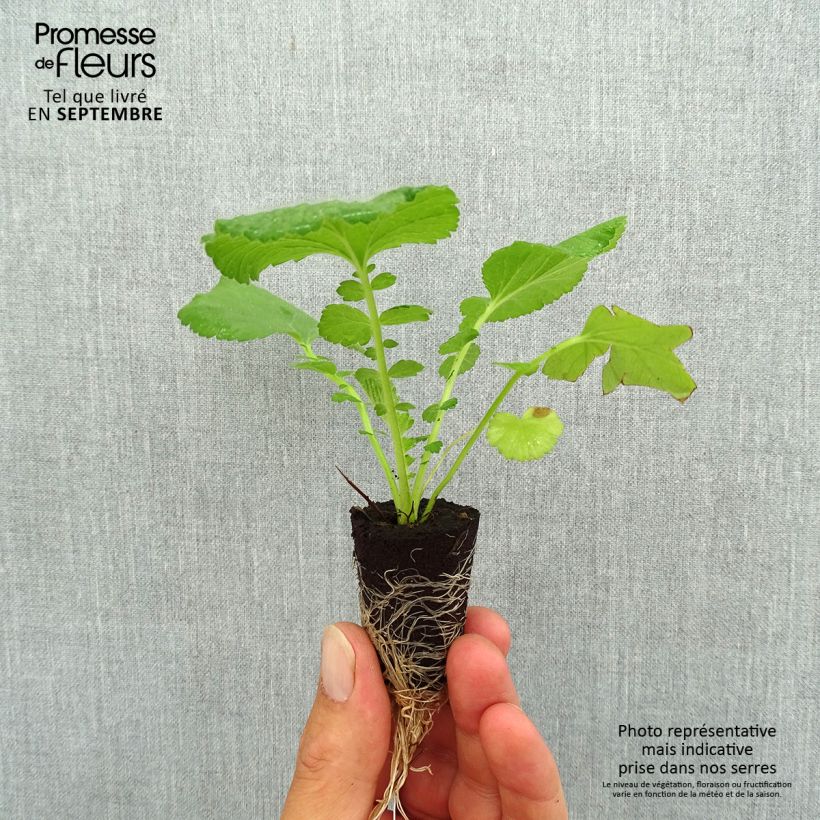 Exemplaar van Geum Coral Tempest - Nagelkruid Mini-mot Ø 3/4 cm zoals geleverd in de herfst