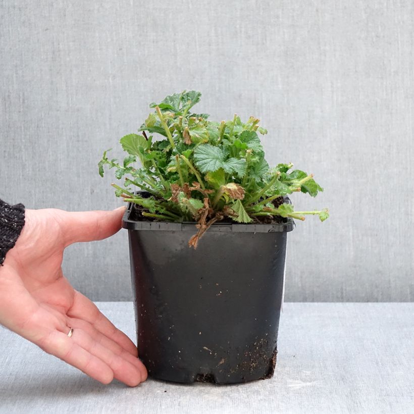 Exemplaar van Geum Coral Tempest - Nagelkruid Pot van 2 l/3 l zoals geleverd in de winter