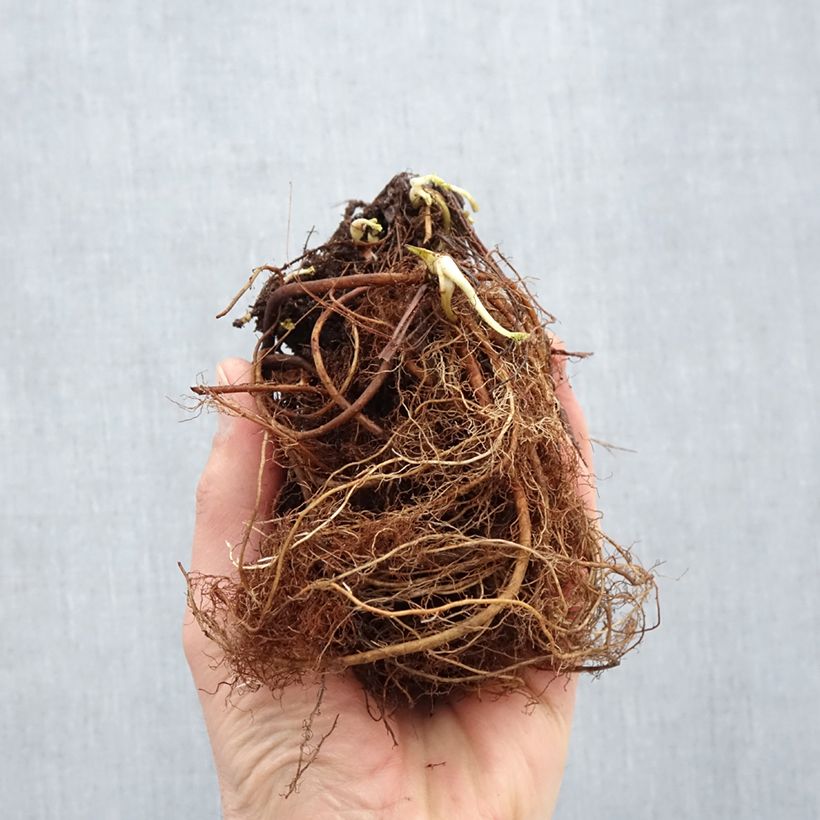 Exemplaar van Geum Cosmopolitan - Nagelkruid Naakte wortel zoals geleverd in de winter