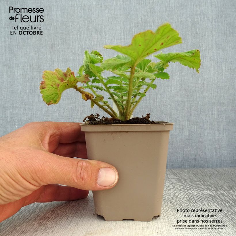 Exemplaar van Geum Fiery Tempest - Nagelkruid Kweekpotje van 8/9 cm zoals geleverd in de herfst