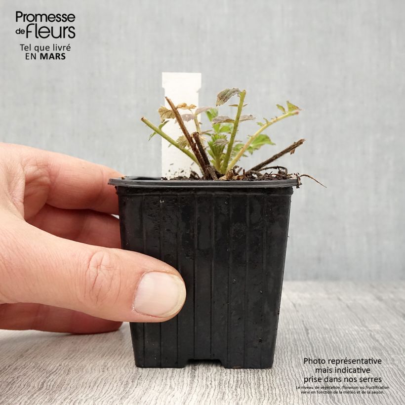 Exemplaar van Geum Fiery Tempest - Nagelkruid Kweekpotje van 8/9 cm zoals geleverd in de lente