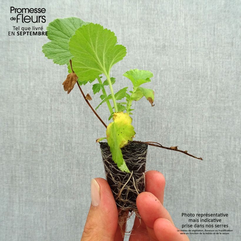 Exemplaar van Geum Fiery Tempest - Nagelkruid Mini-mot Ø 3/4 cm zoals geleverd in de herfst