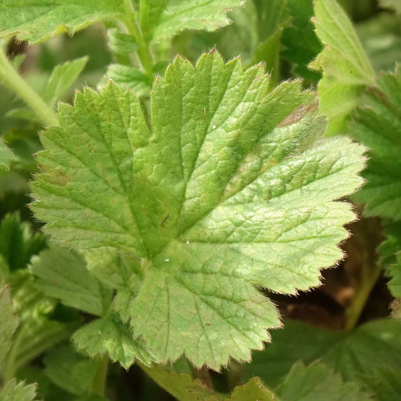 Geum Fiery Tempest - Nagelkruid (Blad)