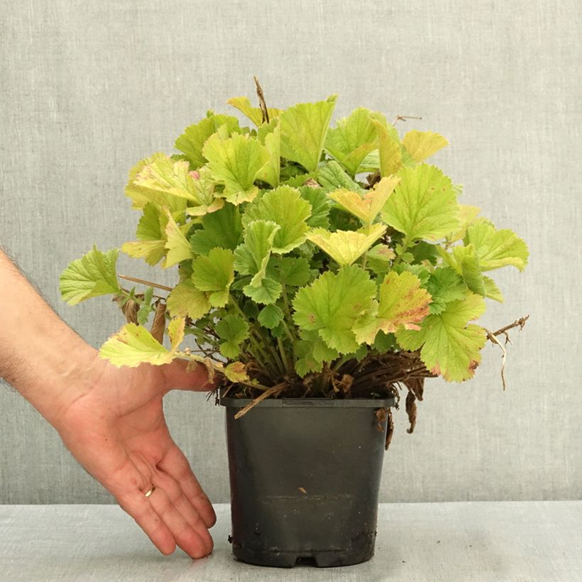 Exemplaar van Geum Fiery Tempest - Nagelkruid Pot van 2 l/3 l zoals geleverd in de zomer
