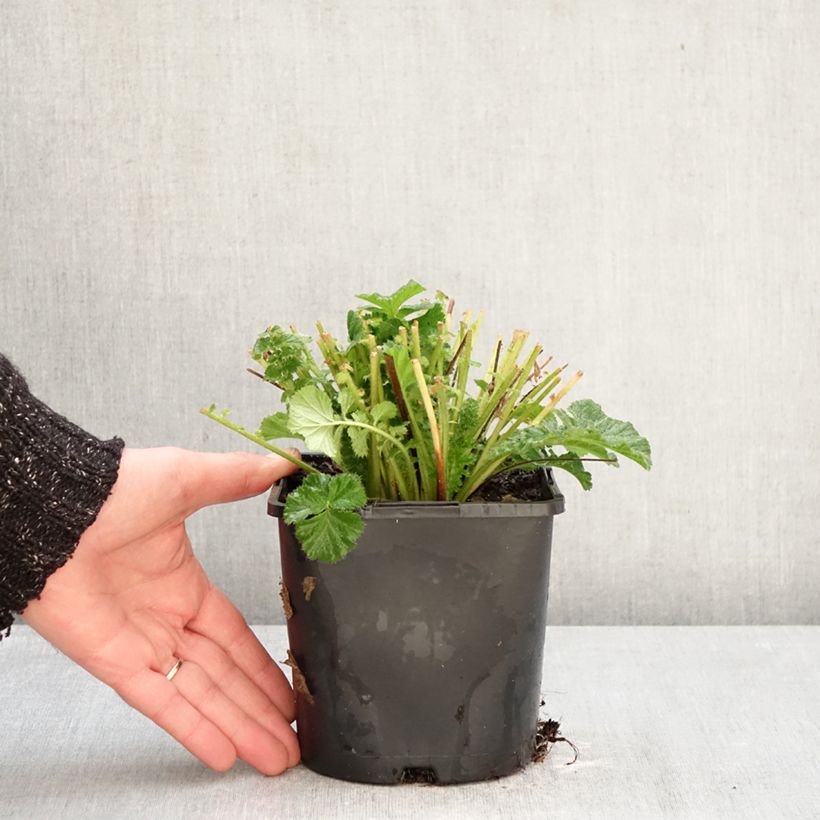 Exemplaar van Geum Fiery Tempest - Nagelkruid Pot van 2 l/3 l zoals geleverd in de winter