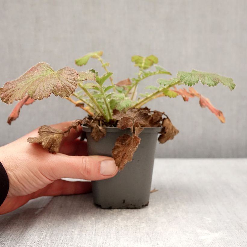 Exemplaar van Geum Firestarter - Nagelkruid Kweekpotje van 8/9 cm zoals geleverd in de winter