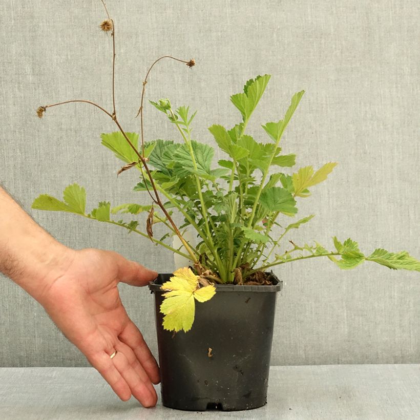 Exemplaar van Geum Firestarter - Nagelkruid Pot van 2 l/3 l zoals geleverd in de zomer