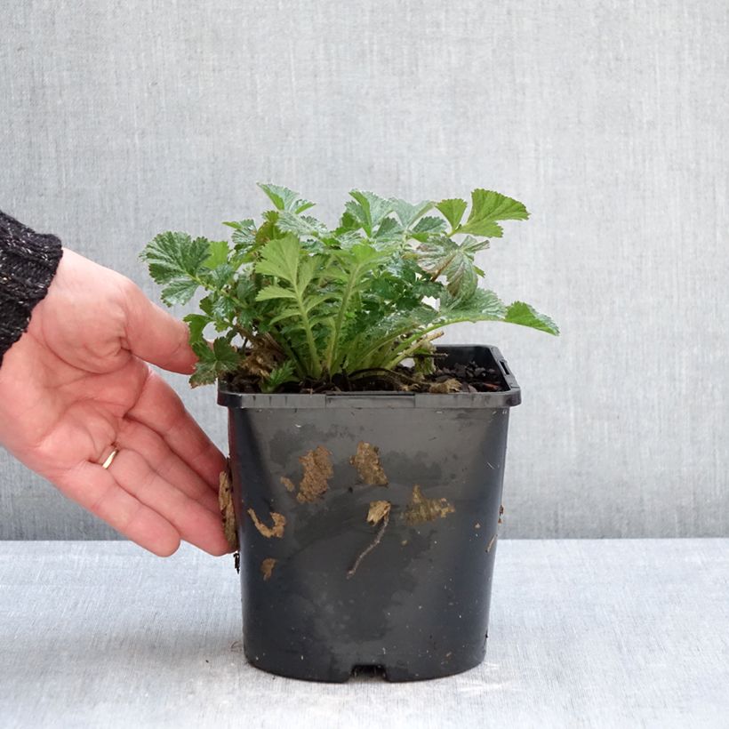 Exemplaar van Geum Firestarter - Nagelkruid Pot van 2 l/3 l zoals geleverd in de winter