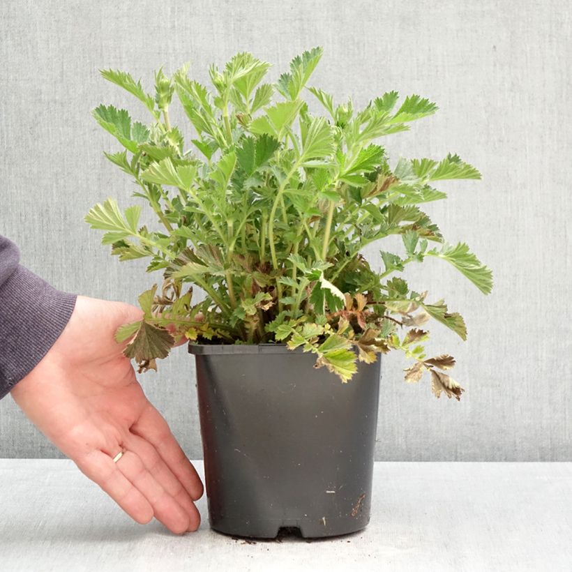 Exemplaar van Geum Firestarter - Nagelkruid Pot van 2 l/3 l zoals geleverd in de lente
