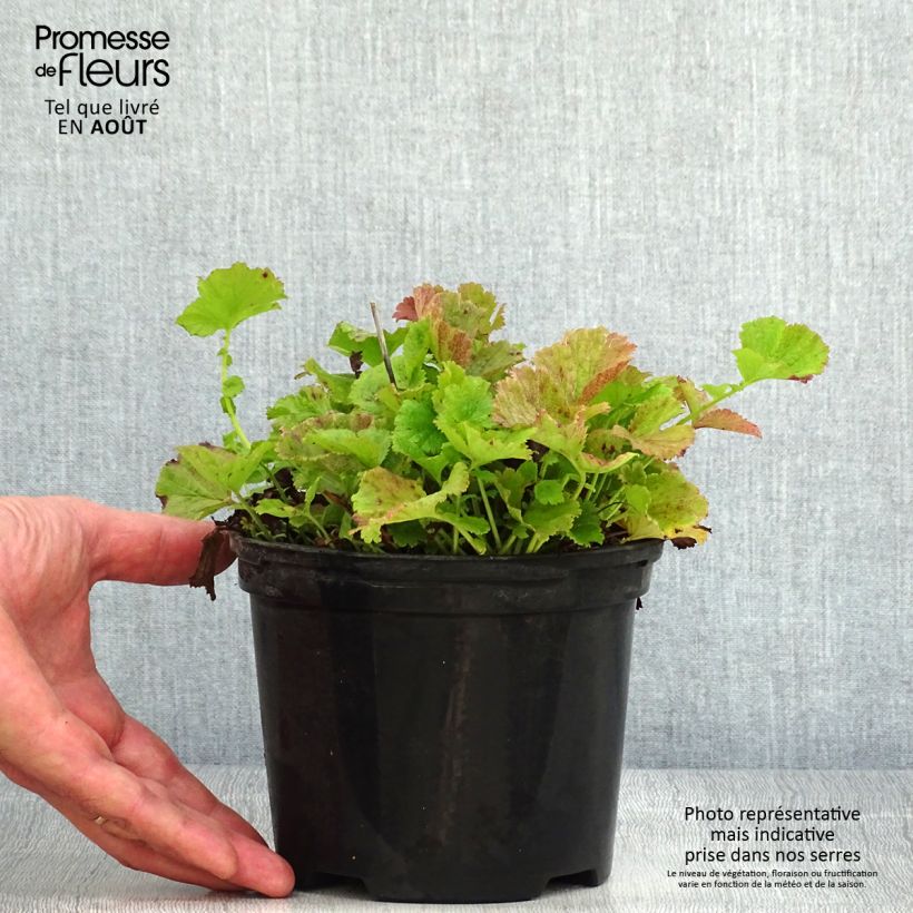 Exemplaar van Geum Flames of Passion - Nagelkruid Pot van 2 l/3 l zoals geleverd in de zomer