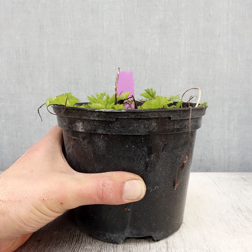 Exemplaar van Geum Flames of Passion - Nagelkruid Pot van 2 l/3 l zoals geleverd in de lente